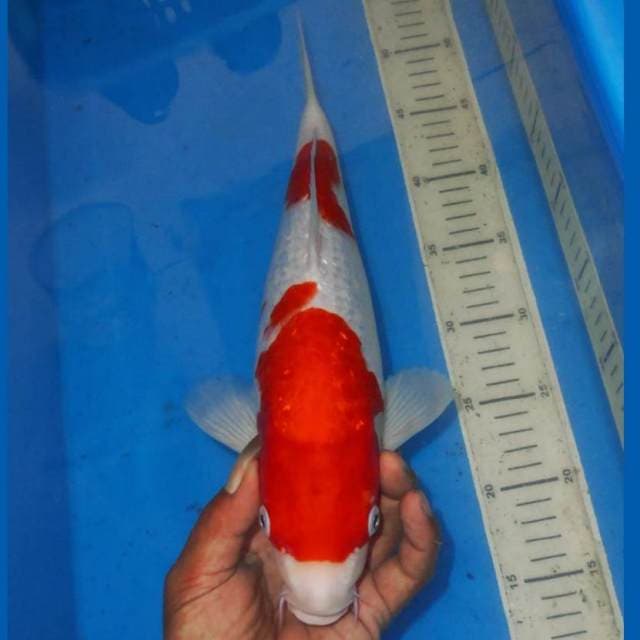 KINGINRIN KOHAKU RED CHILI