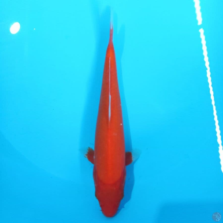 *AKAHAJIRO//ML/26 CM*