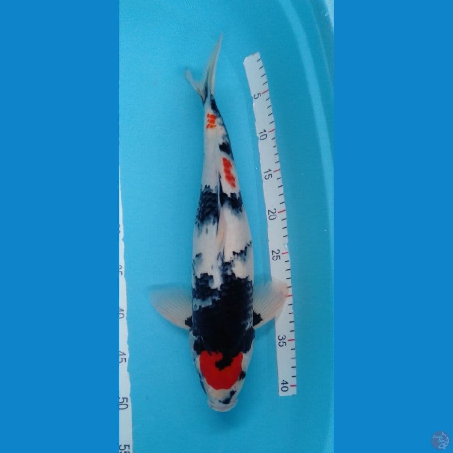 Tancho Showa Bulky M43cm