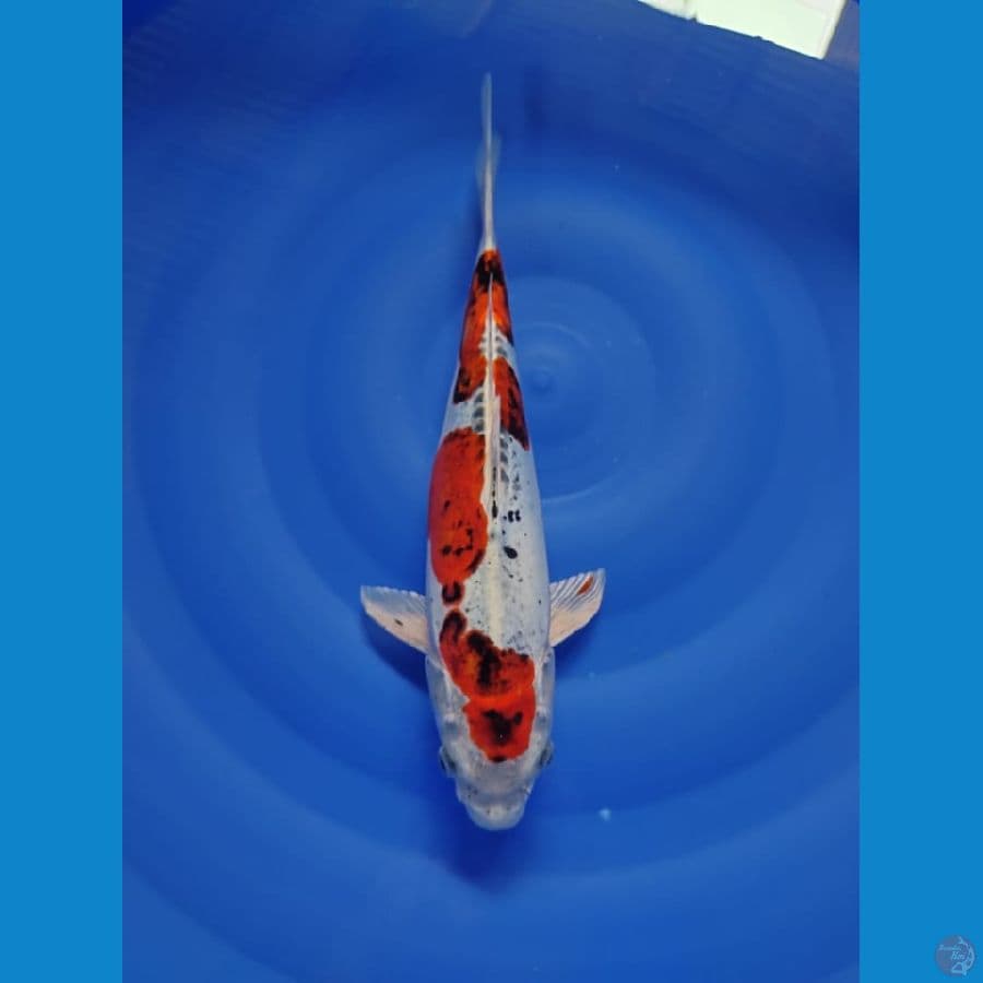 kiko 36cm