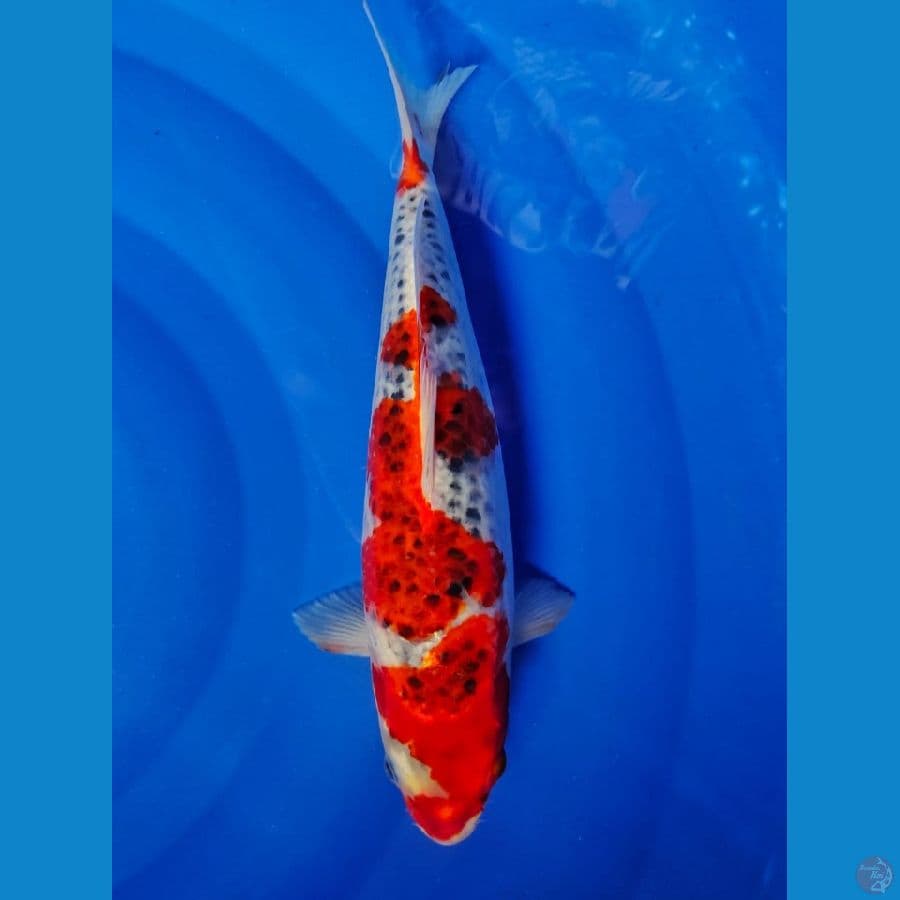 gosiki merah strong 34cm