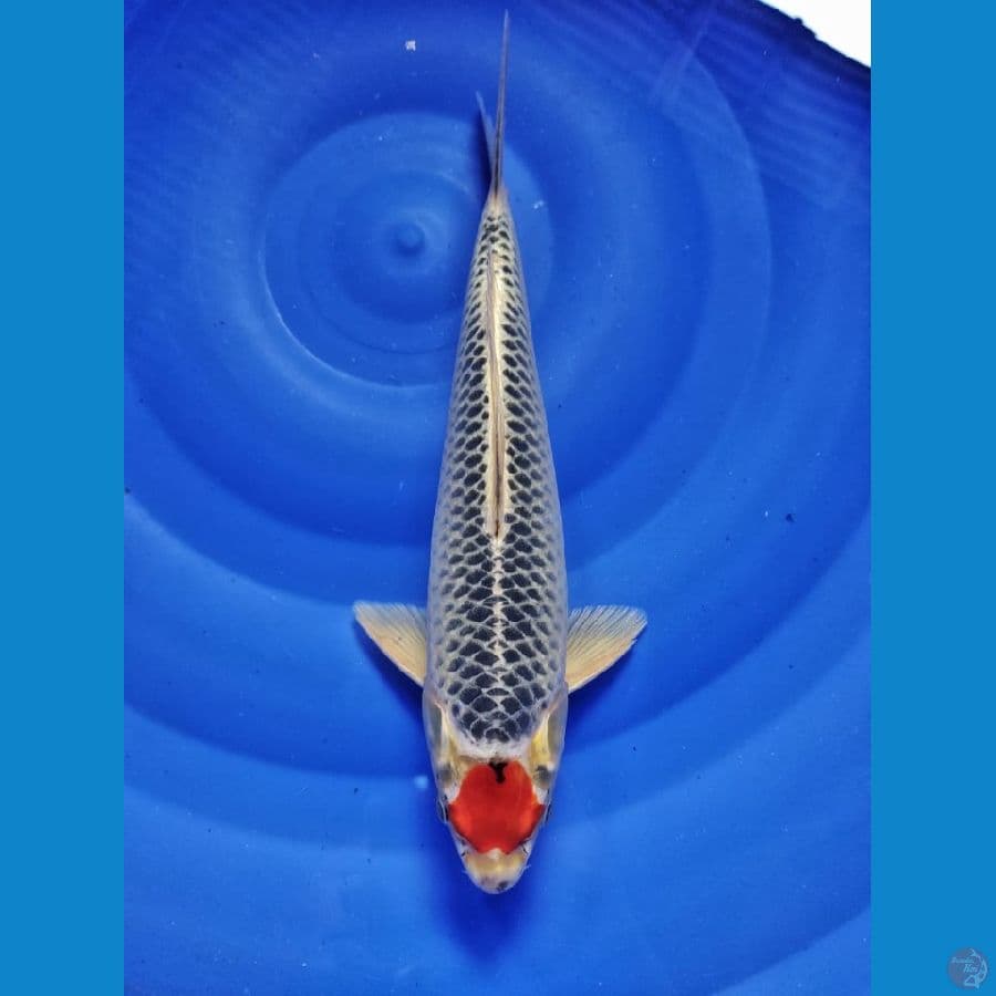 tanco goshiki male 33cm 