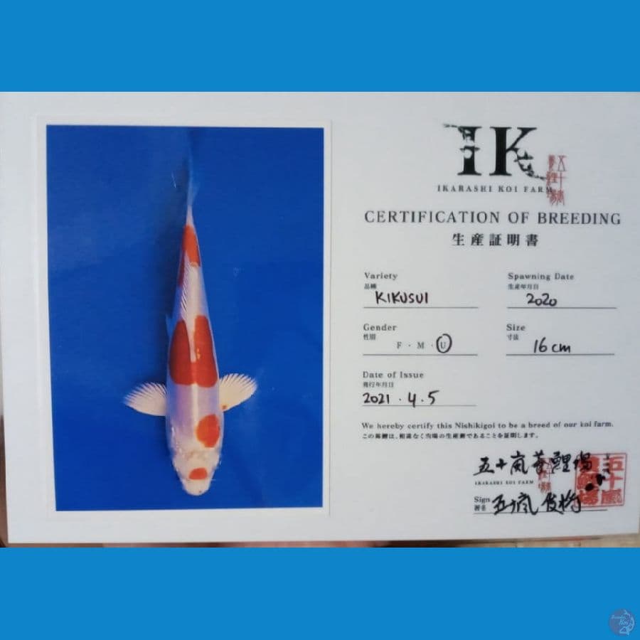 Kikushui Import Serti Ikarashi Koi Farm