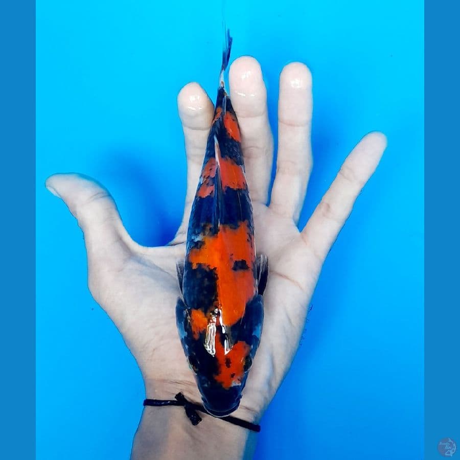 showa hikari 24cm