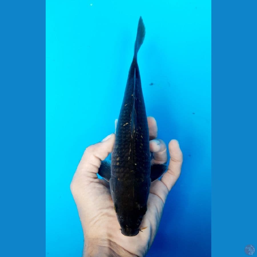 midori ginrin 24cm