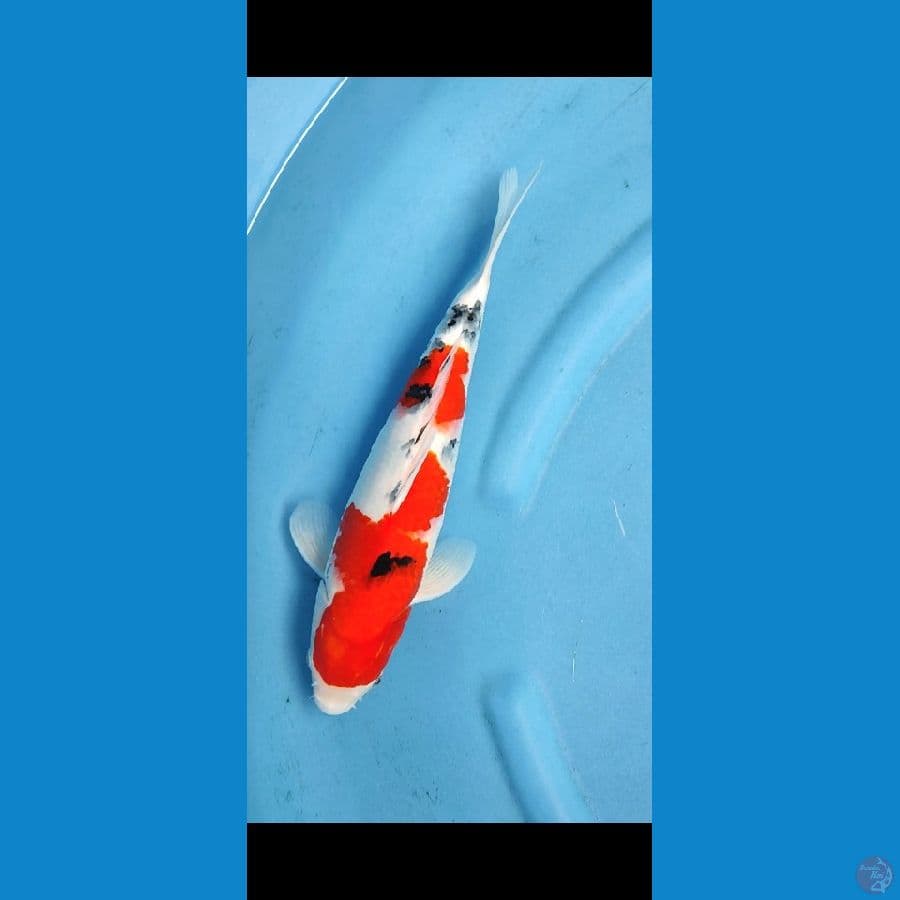 Taiso sanke _ 37 cm