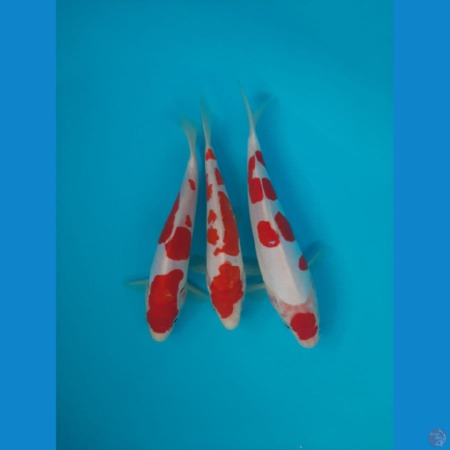 doitsu Kohaku