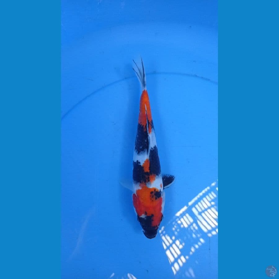 ~SHOWA 22CM~