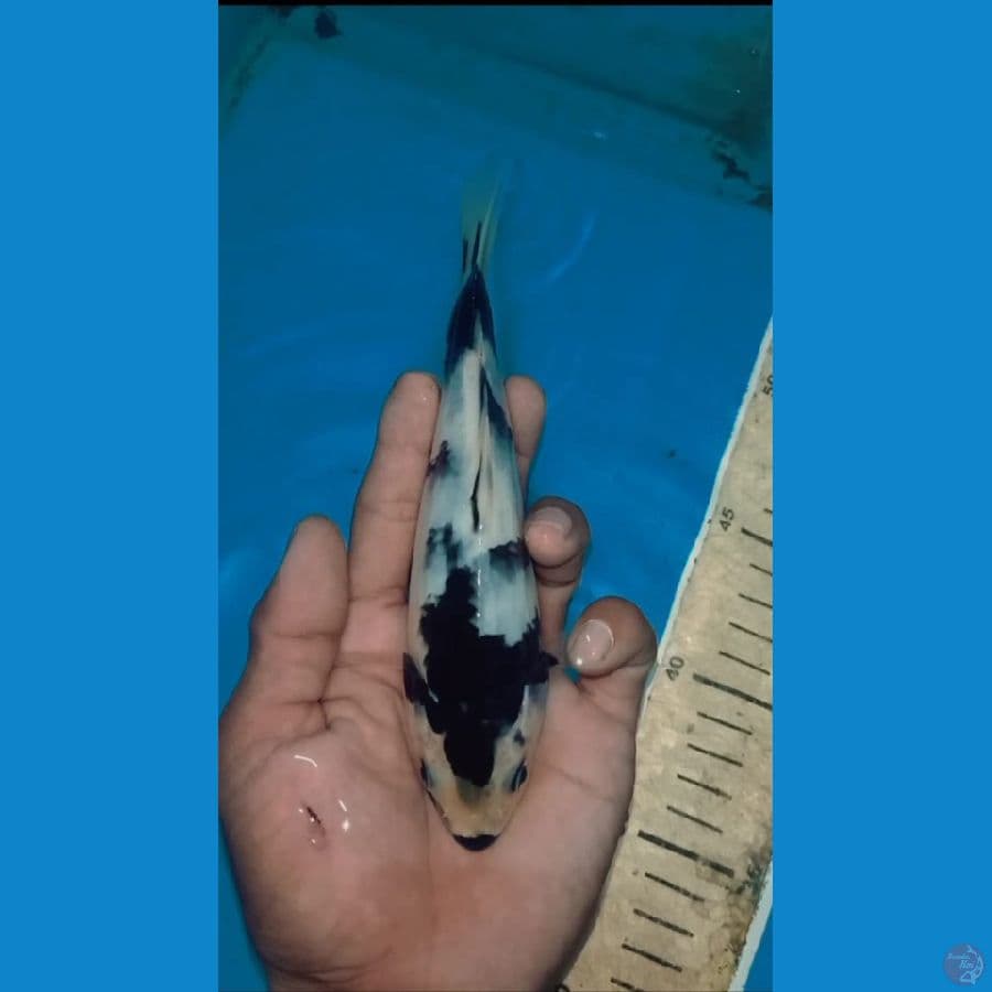 shiro 
