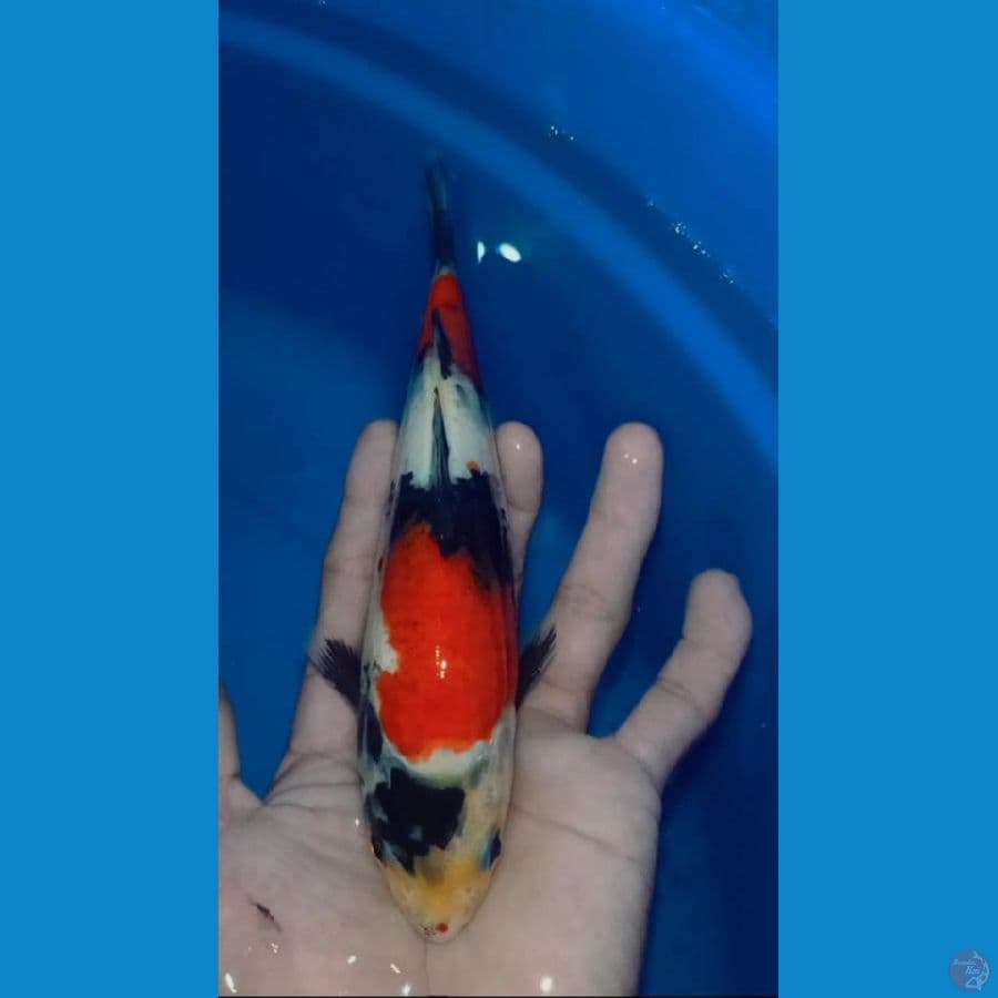 showa