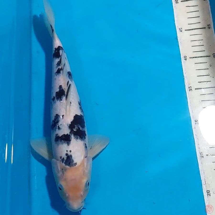 BEKKO 32 CM