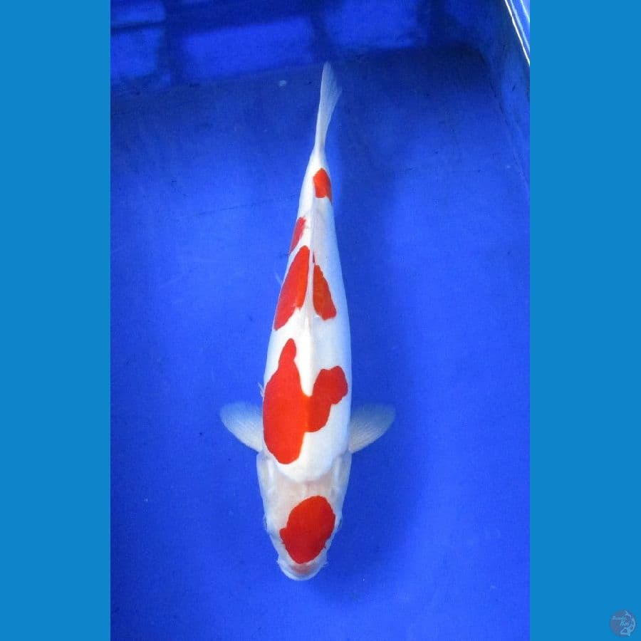Doitsu kohaku ±35cm
