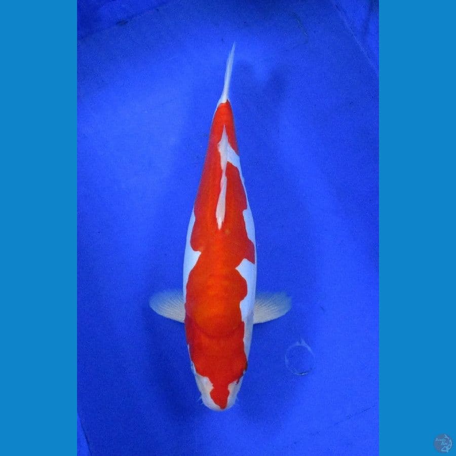 omoyo doitsu kohaku ±35cm