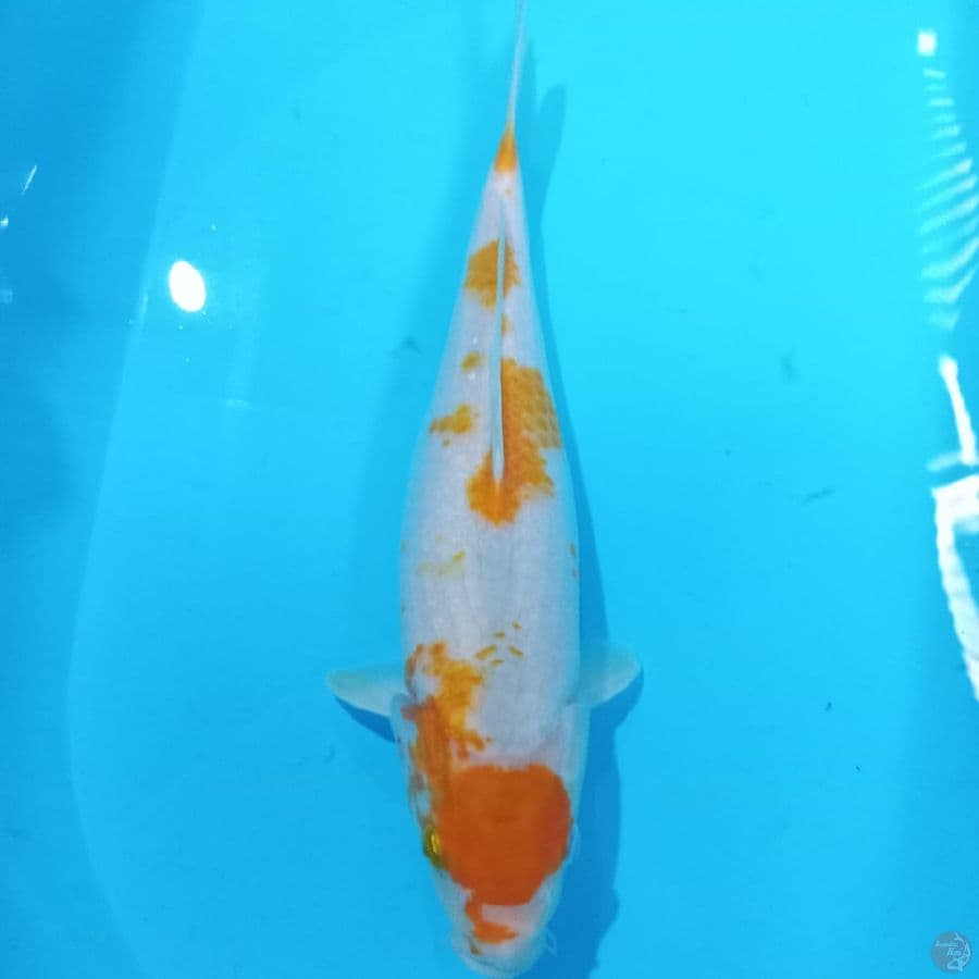 KOHAKU KOYO 37CM ™