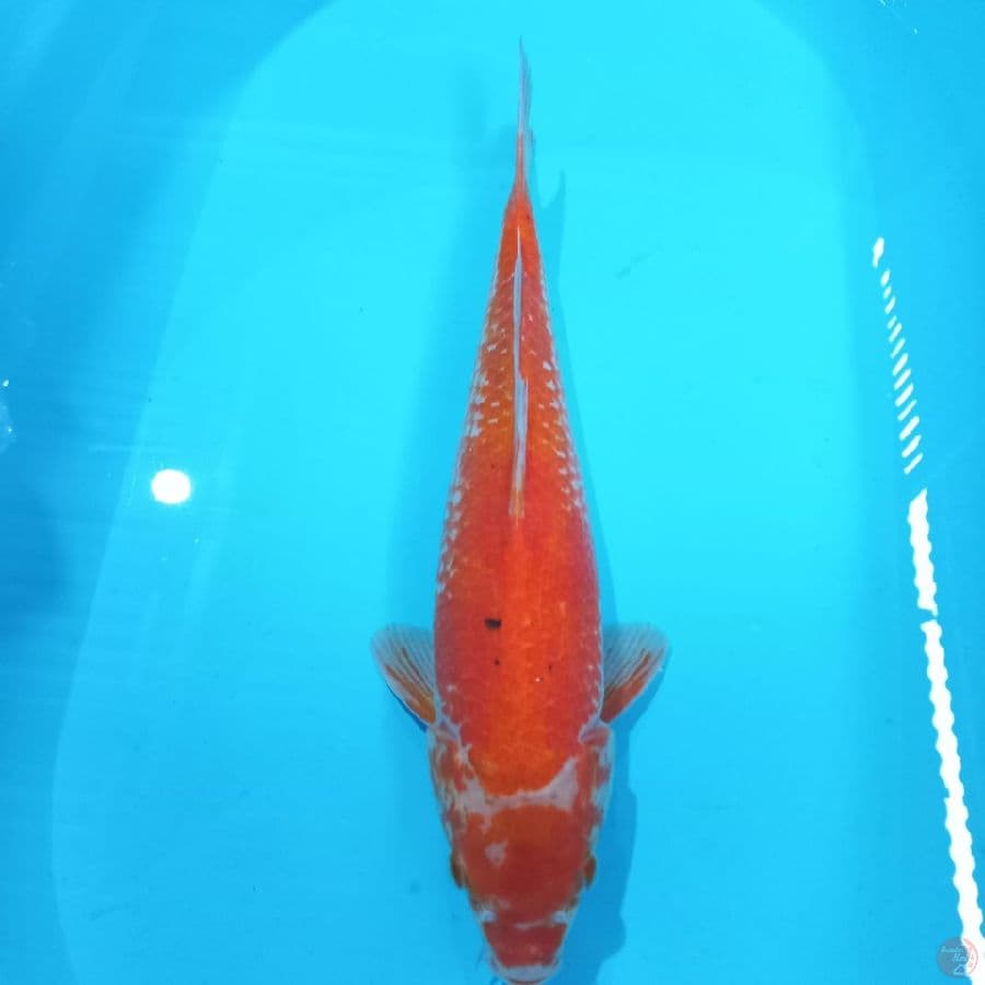 KOHAKU 35CM ™