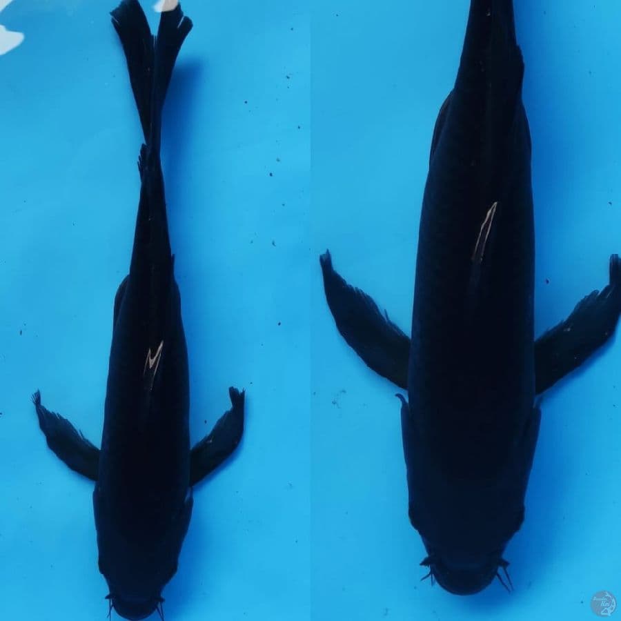 karasu kumpay hitam pekat ///36cm