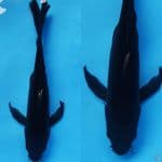 karasu kumpay hitam pekat ///36cm 