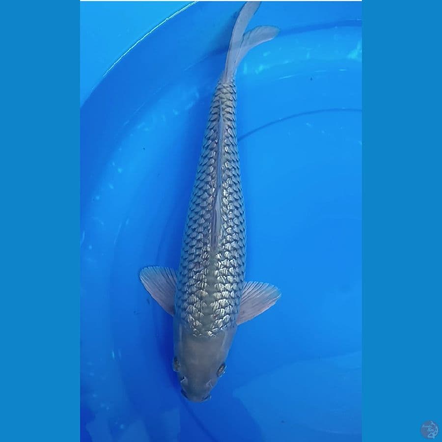 soragoi 41 cm ginrin