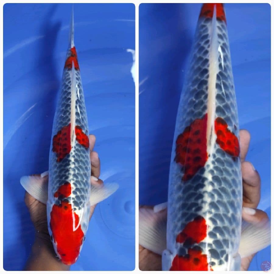 Super Ghosiki 40CM