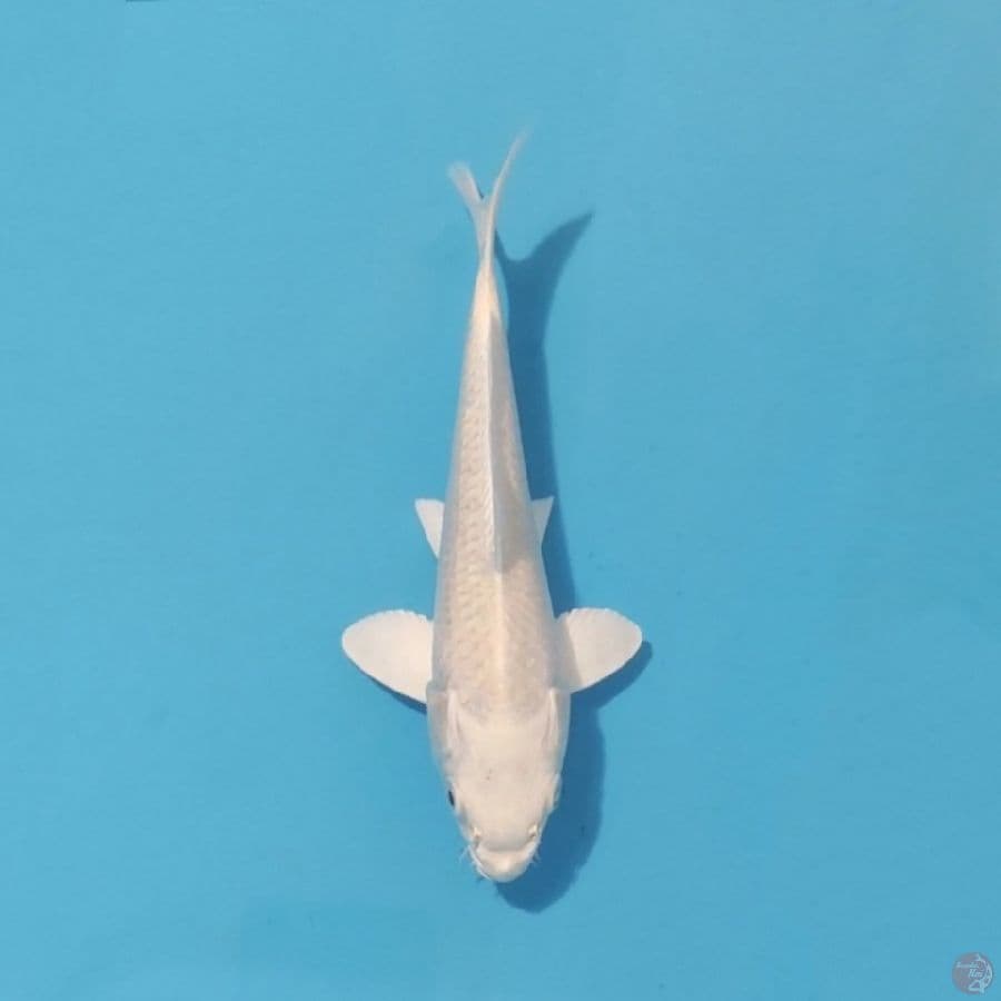 1. PLATINUM OGON 21 CM FEMALE