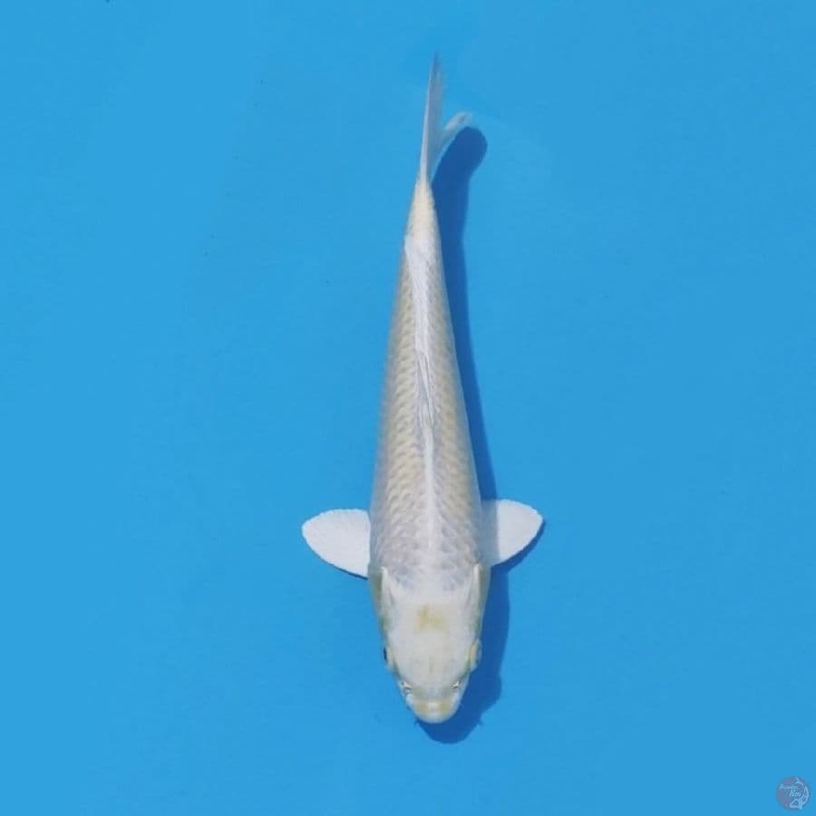 2. PLATINUM OGON 26 CM FEMALE