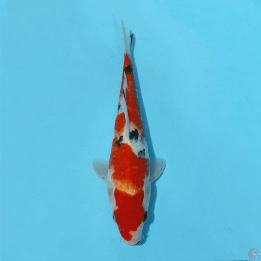 3. SANKE 19 CM FEMALE
