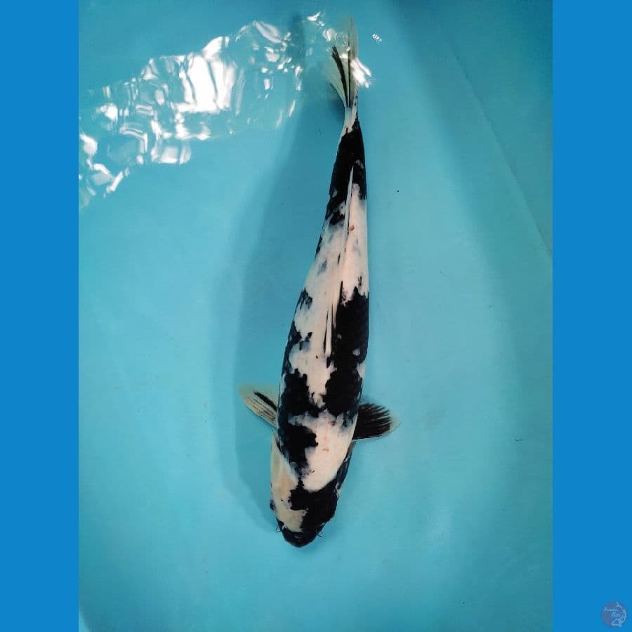 shiro 39 cm male