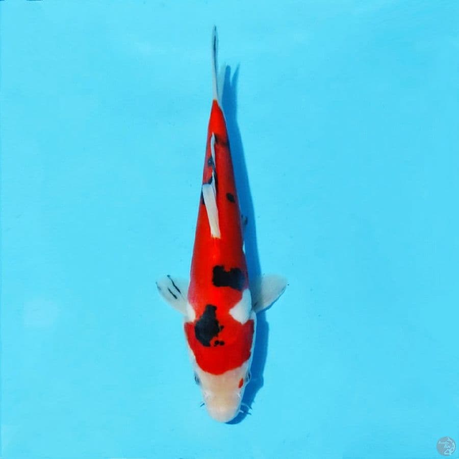 4. DOITSU SANKE 22 CM MALE