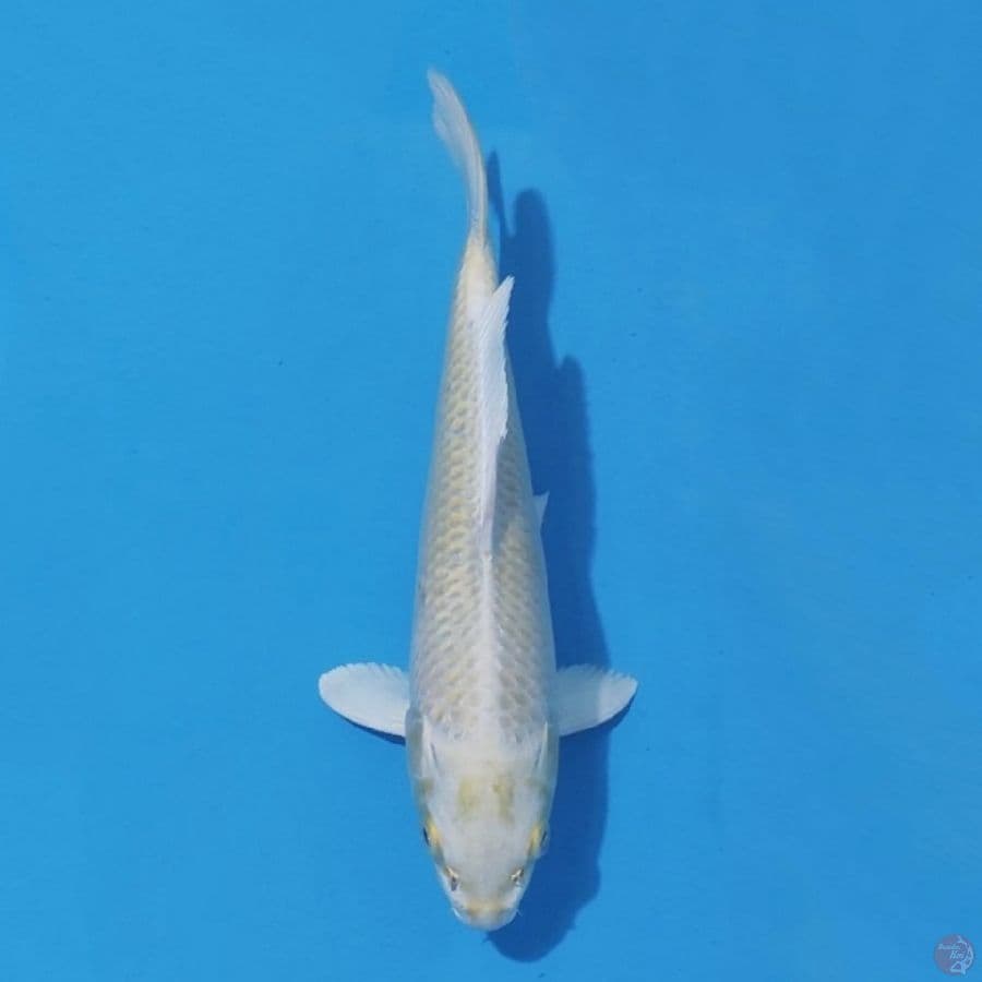 5. PLATINUM OGON 27CM FEMALE