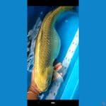 Midori indukan 56cm