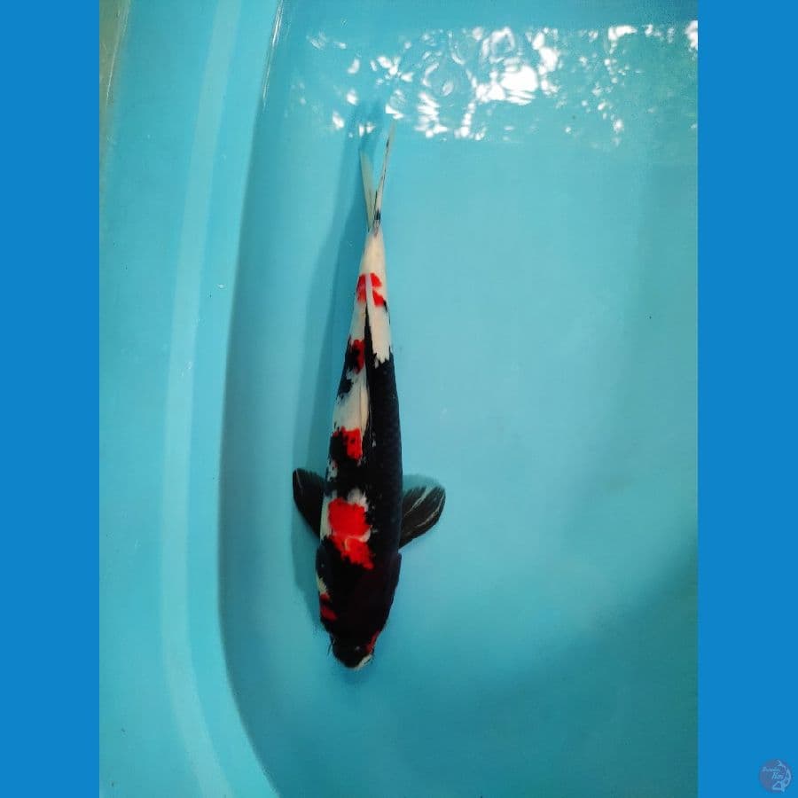 Showa 38 cm male