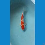 kohaku 30cm