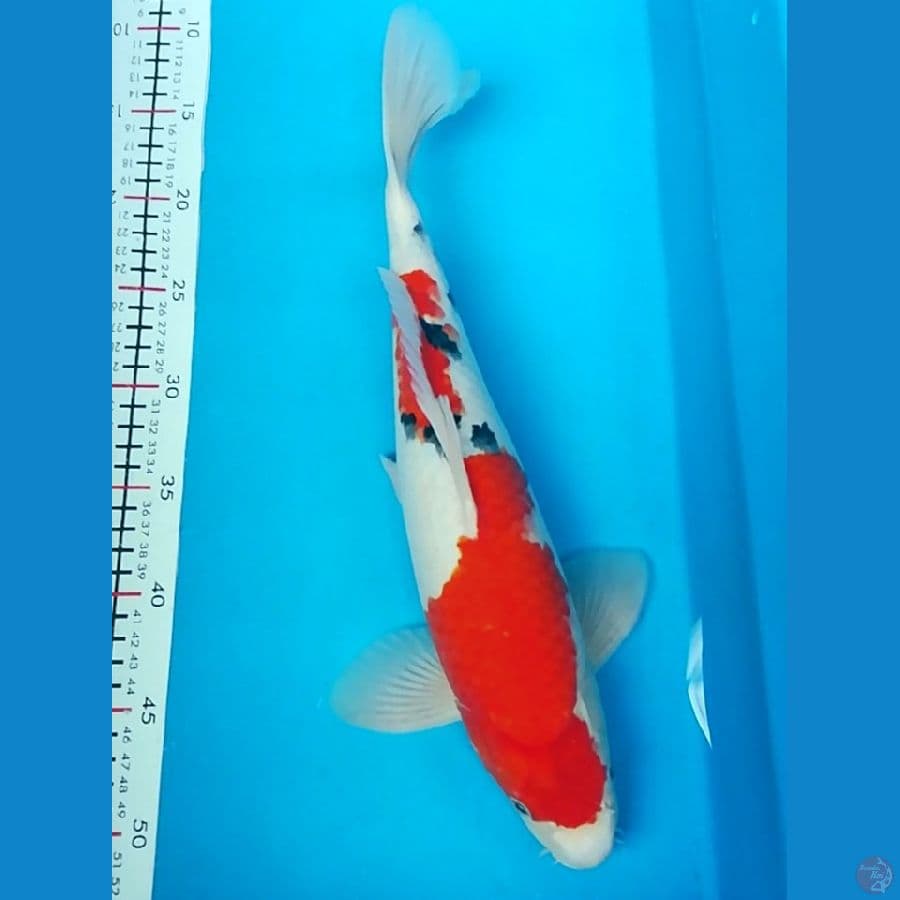 40cm