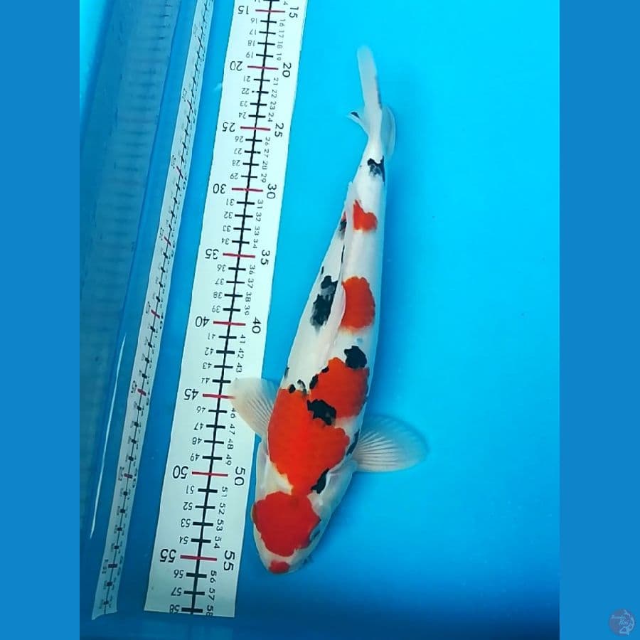 34cm