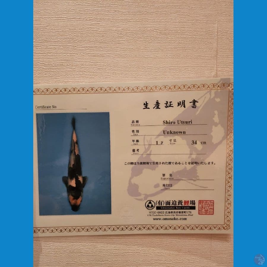 Shiro Utsuri 40Bu Omosako