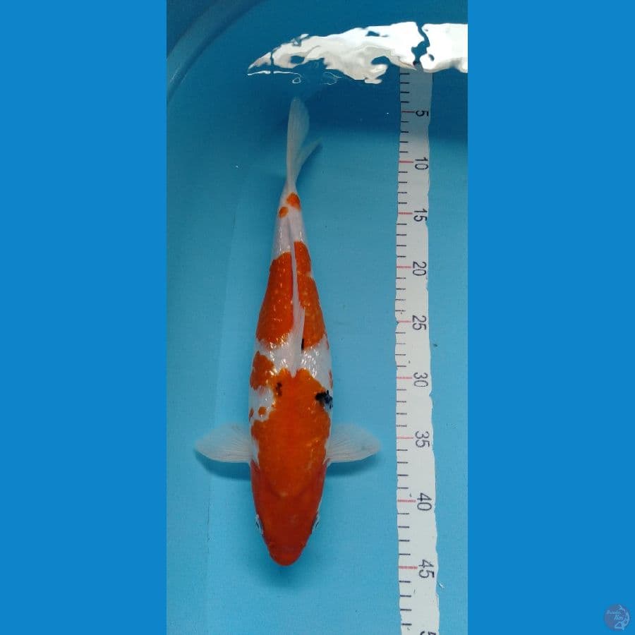 Sanke ginrin bulky 40bu