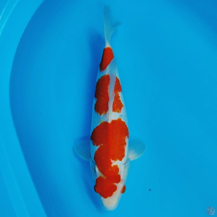 kohaku ⚡