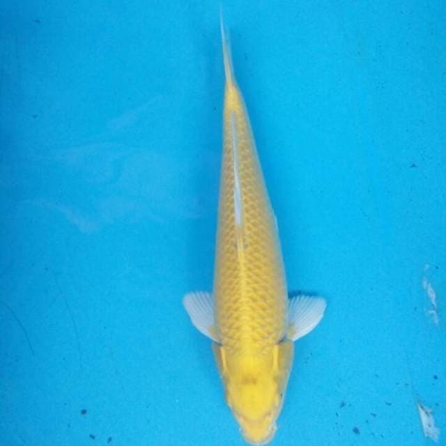 Yamabuki Ogon Mata Merah 32 cm