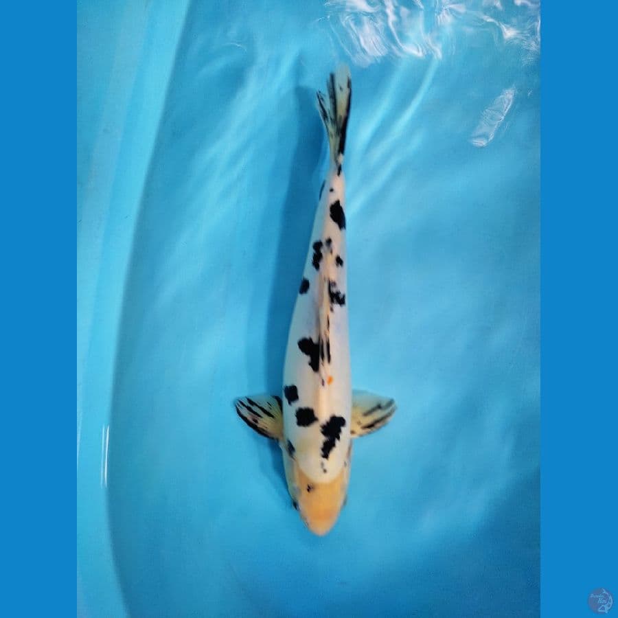 Doitsu beko 35 cm. up male