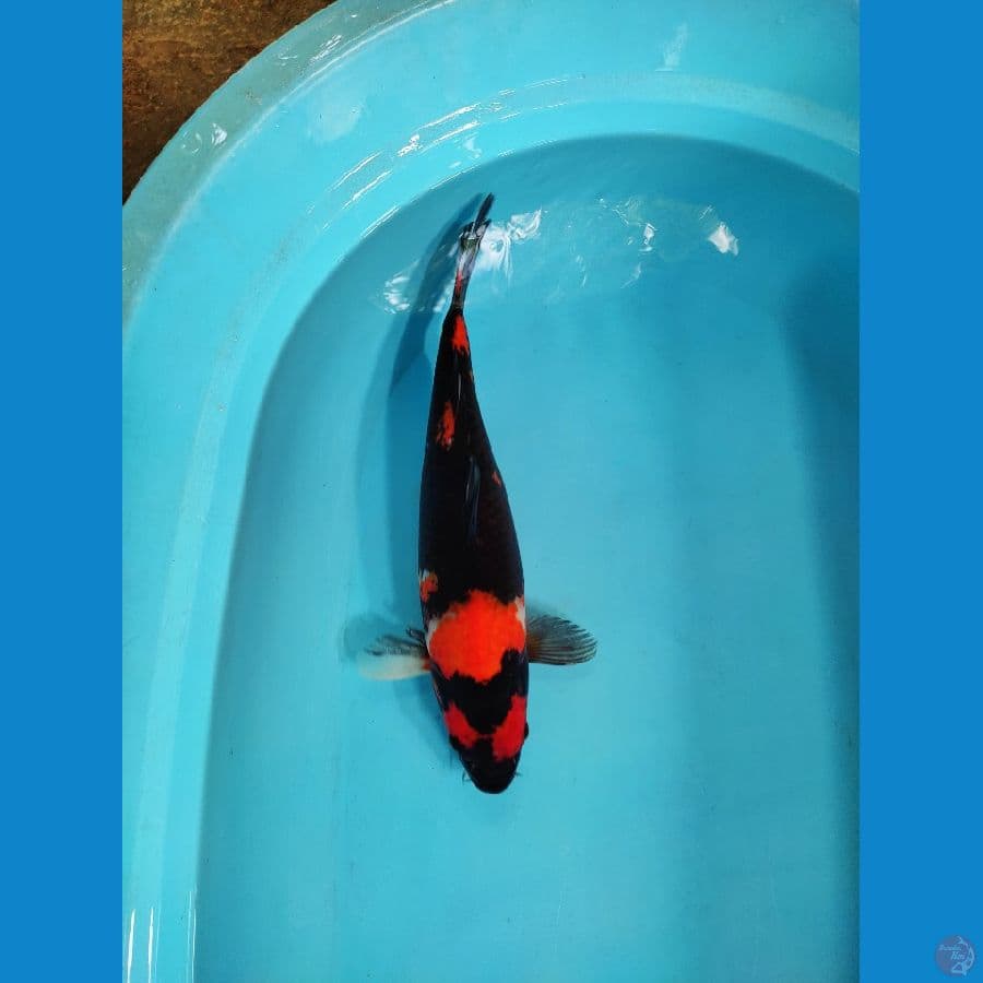 SHowa 37 cm femele