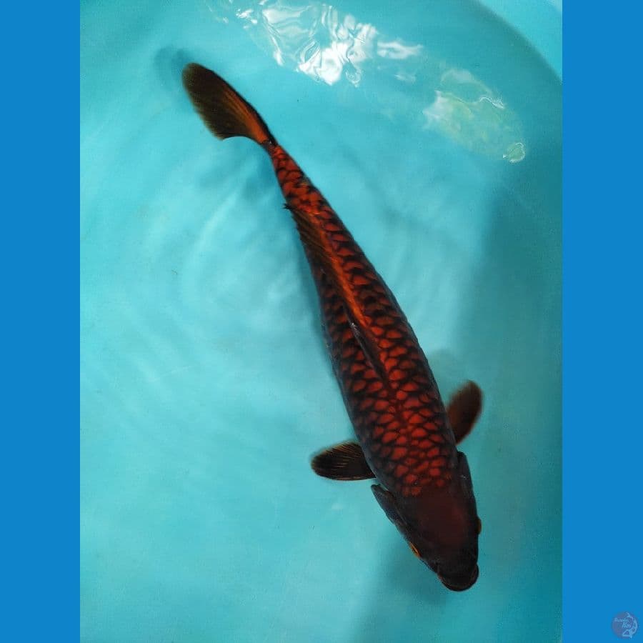 Araghoke 43 cm sisik BAta merah 