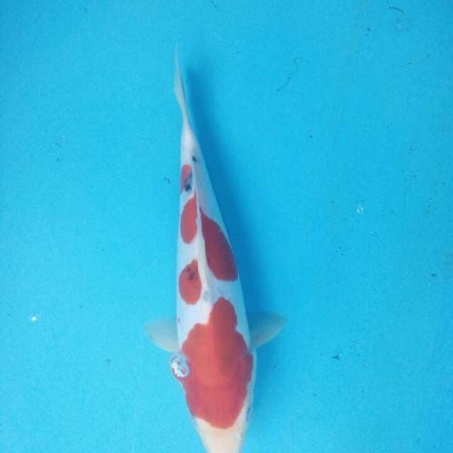 Sanke Doit Kuchibeni 27 cm