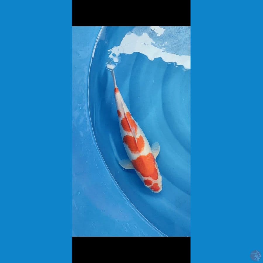 KOHAKU ORIGINAL 40 BU