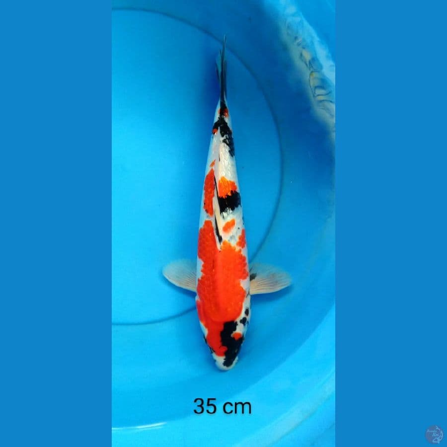 showa ginrin male 35 cm