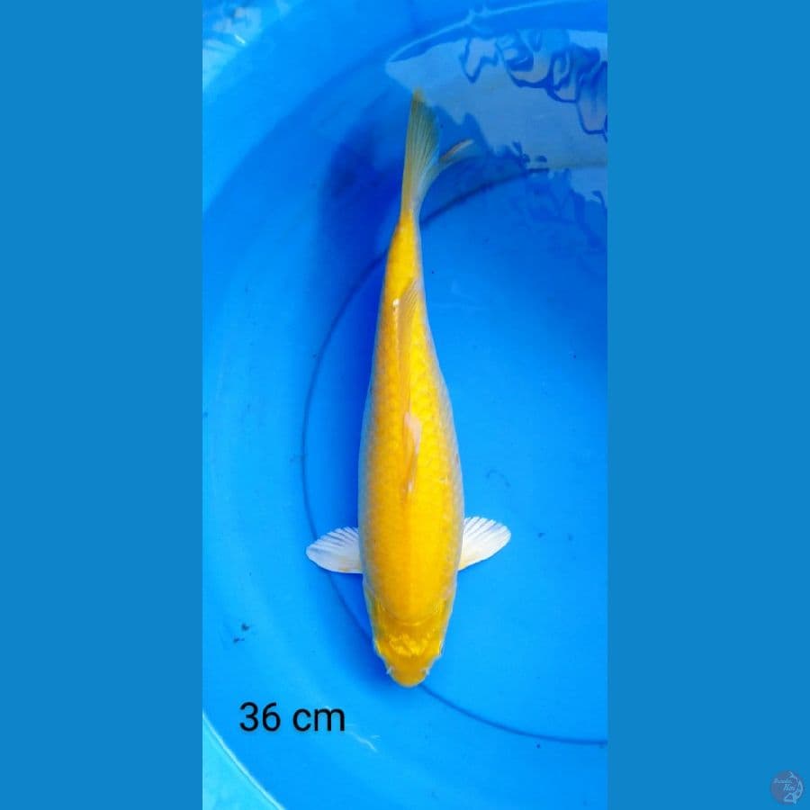 karashi mata merah 36 cm