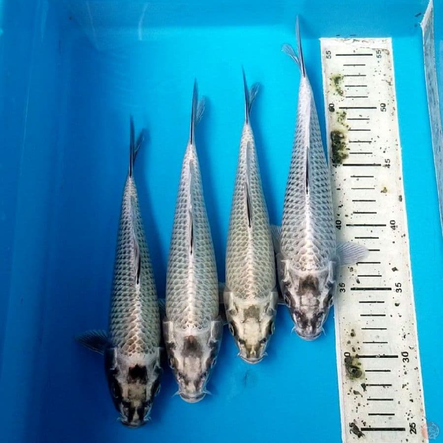 MUKASHI 23-25 CM