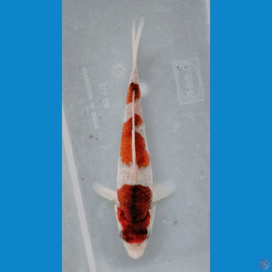 GOROMO 18CM ™