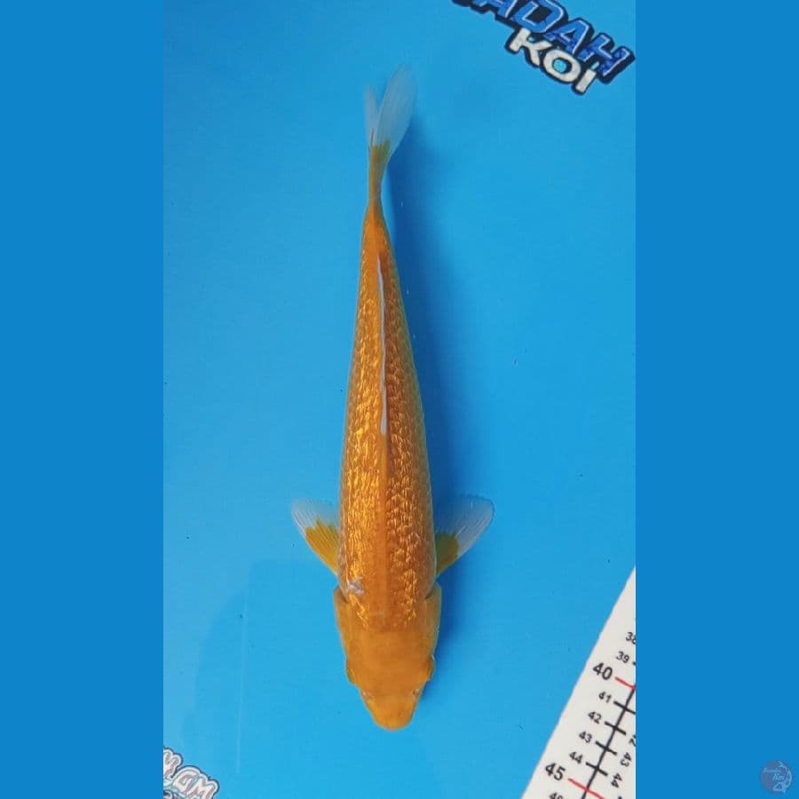 Karasi Ginrin - 30cm Male