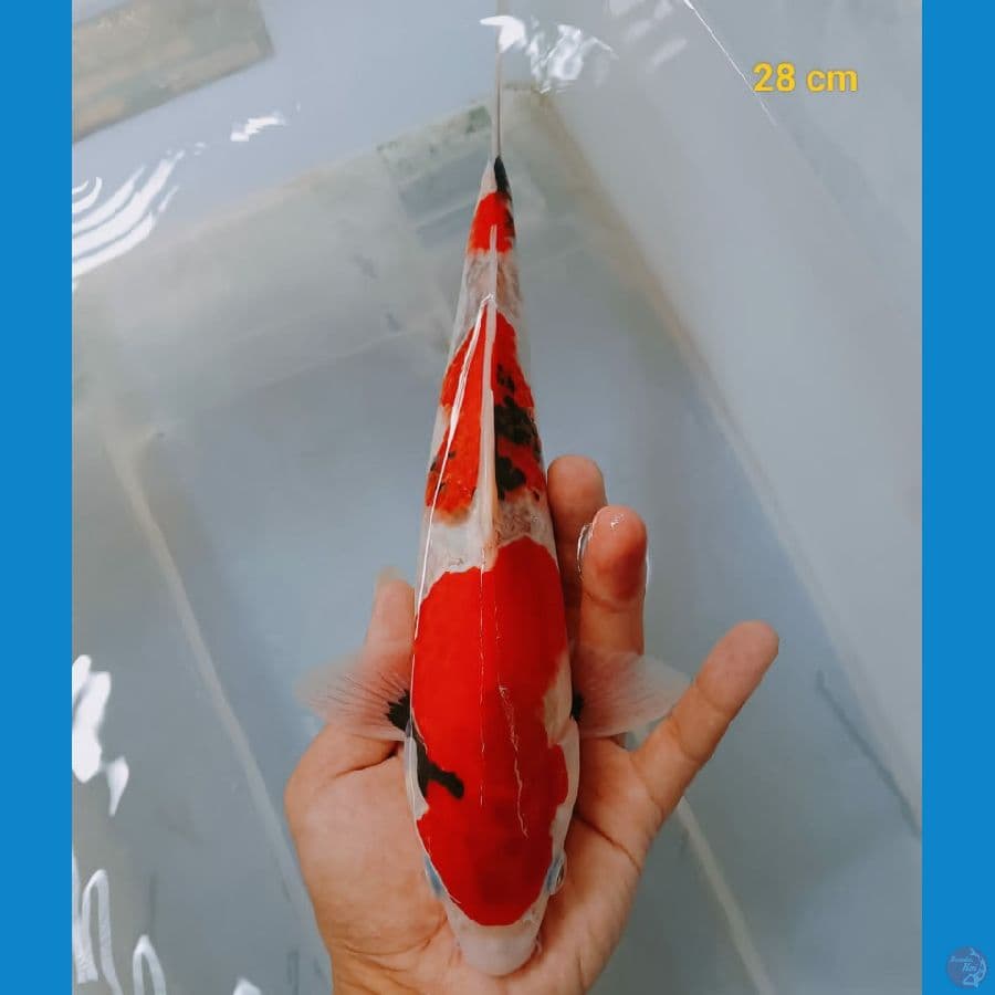 showa 28cm