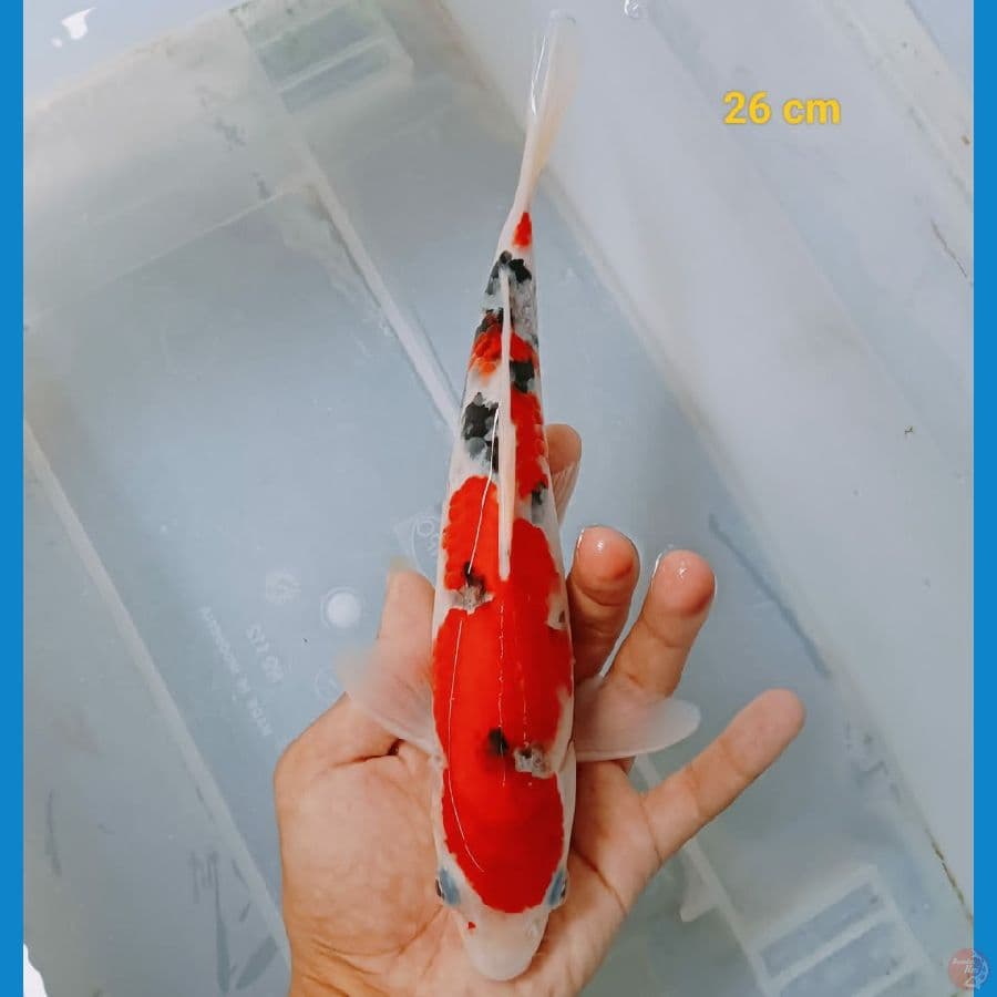 showa 26cm